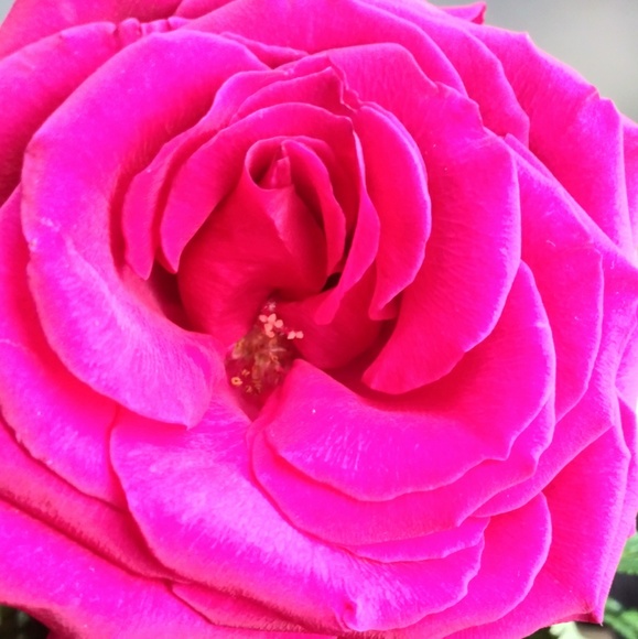 Meet your Posher, Nicole - Picture 1 of 1